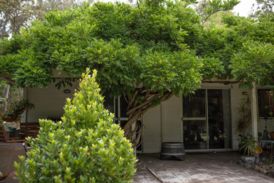 A lush, green tree with thick foliage stands in front of a home, partially shading a sliding glass door. The garden includes various plants and a wooden barrel on a tiled patio.