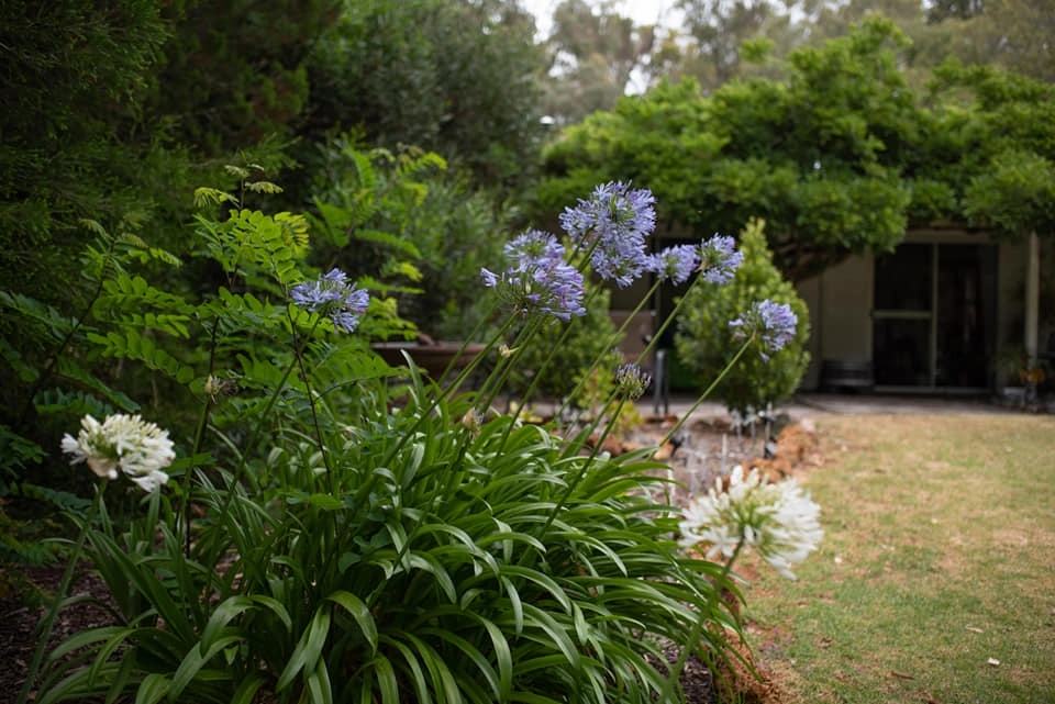 A garden scene with blooming purple and white flowers in the foreground, lush green foliage, and a pathway leading to a charming home in the background.