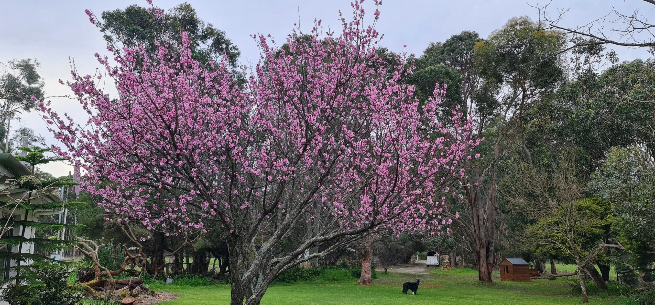 A tree with pink blossoms stands in a grassy yard surrounded by tall green trees. A small wooden structure, reminiscent of a cozy home, and a black animal are visible in the background.