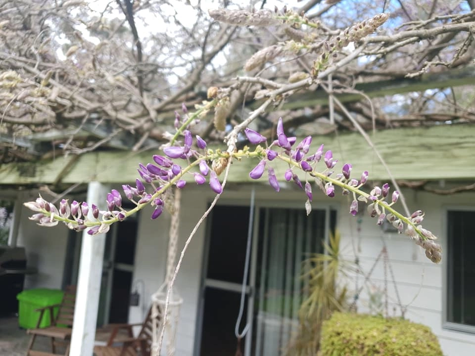 Close-up of a wisteria plant with purple flower buds in front of a home with open windows.
