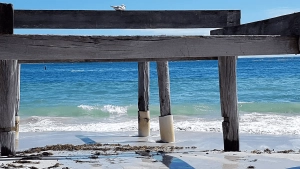 A seagull stands on weathered wooden beams of a beach structure above a sandy shore with gentle waves, seaweed, and a blue sky with scattered clouds.