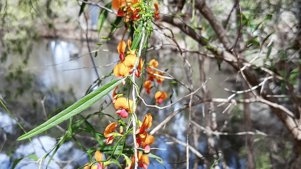 Close-up of small orange and red flowers on a vine with slender green leaves, set against a blurred background of tree branches and a body of water.