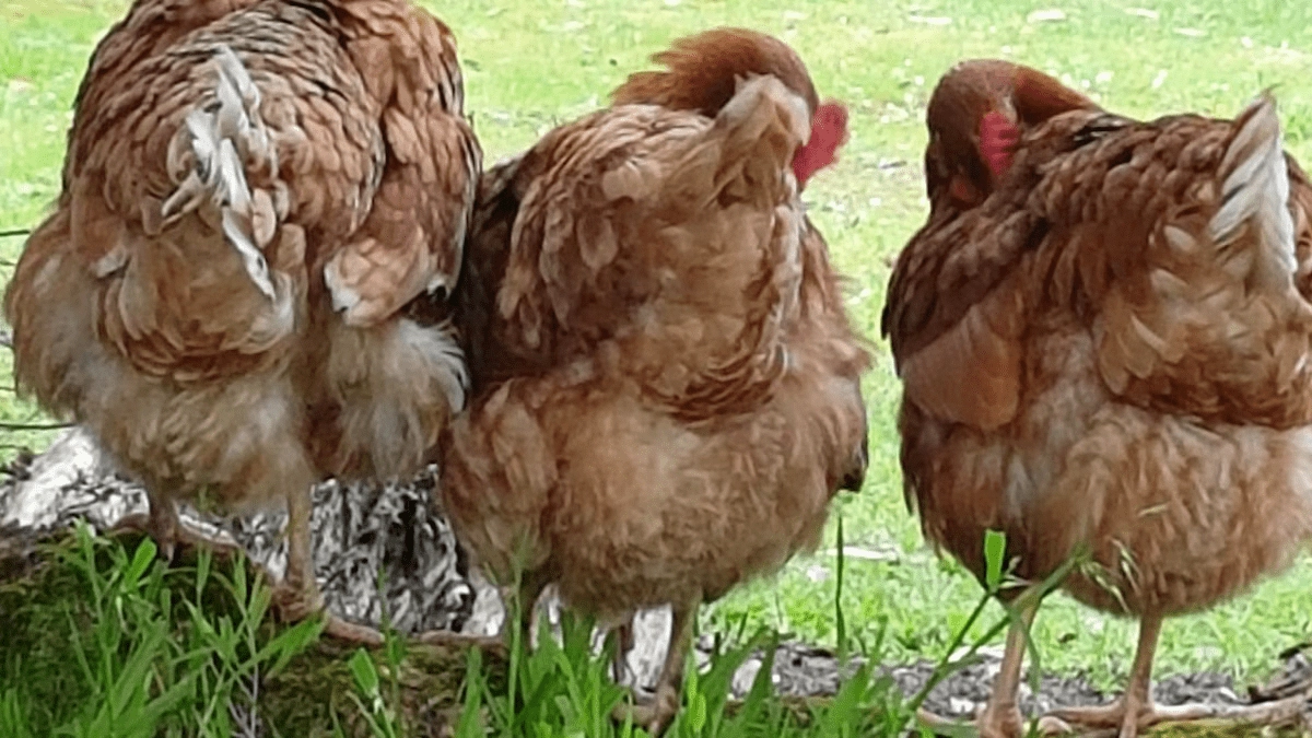 Three brown chickens standing close to each other with their backs visible, in an outdoor grassy area.