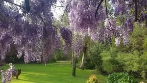 Blooming wisteria hangs from trees above lush green grass. A dog stands under the wisteria, with dense, green foliage in the background.