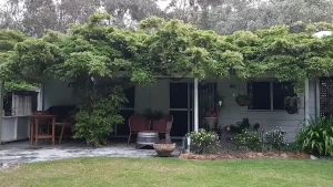 A white house with a lush green wisteria vine covering the porch area, surrounded by a garden with various plants, outdoor chairs, and a small table. A lawn extends from the house.