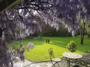 A dog walks across a sunlit lawn in a garden with blooming purple wisteria hanging from the foreground. A round table and chairs are on a stone patio. A house and more trees are in the background.