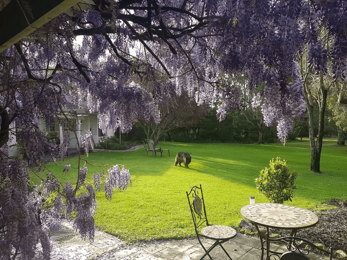 A dog walks across a sunlit lawn in a garden with blooming purple wisteria hanging from the foreground. A round table and chairs are on a stone patio. A house and more trees are in the background.