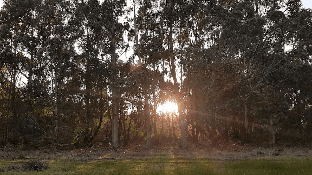 The sun sets behind a dense forest of tall trees, casting rays through the branches and illuminating the ground below.