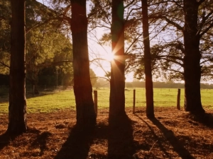 The sun sets behind a group of trees, casting long shadows over a grassy field with a distant fence.