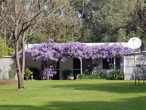 A house with a large wisteria vine displaying purple flowers covers the front veranda, set against a backdrop of trees and a well-manicured lawn.