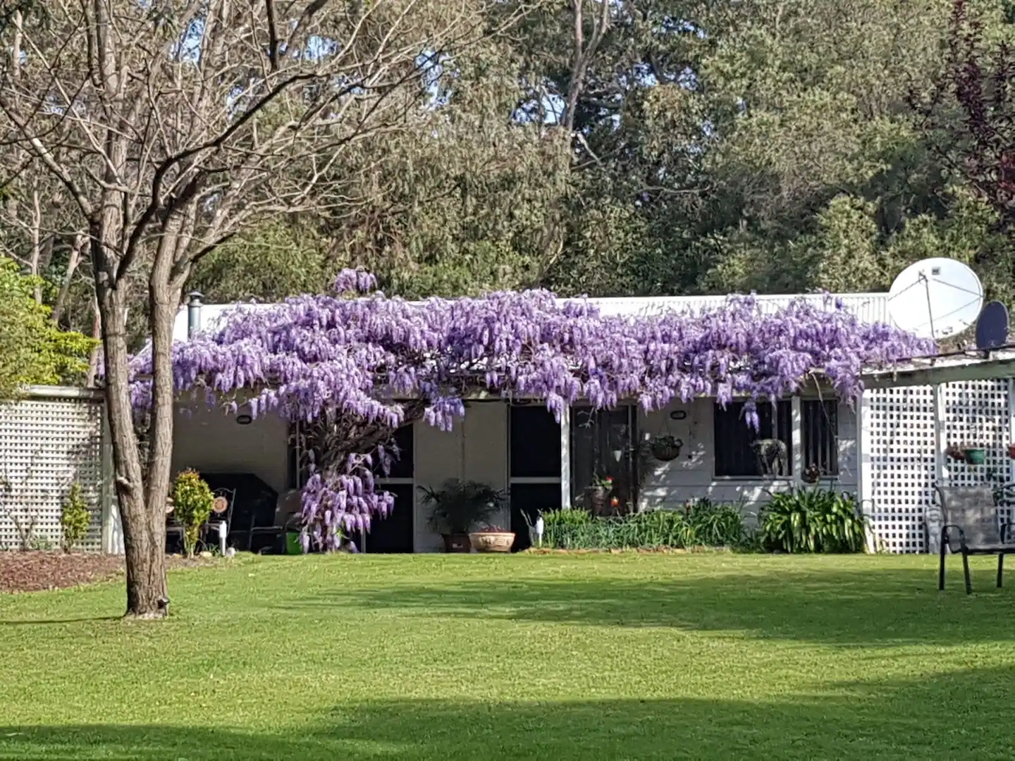 A charming one-story home with a white exterior, covered in purple wisteria vines, sits in front of a green grassy yard with trees in the background.