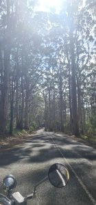A Motorcycle Rider's View Of A Sunlit, Tree Lined Road With Tall Trees On Either Side. The Road Appears To Be Winding And Is Shaded By The Tree Canopies.