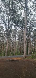 A Tall Eucalyptus Forest With A Road Running Through It, Surrounded By Dense Greenery And Scattered Patches Of Dirt.