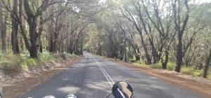 A Motorcyclist's View Of A Paved Road Lined With Tall Trees, Extending Into The Distance Under A Clear Sky.