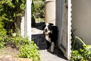 A Black And White Dog Stands At An Open Gate In A Garden Setting On A Sunny Day.