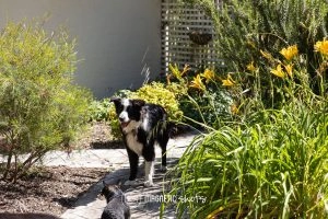 A Black And White Dog Stands On A Stone Path Surrounded By Green Plants And Yellow Flowers.