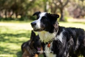 A Black And White Dog Stands On Grassy Ground With A Blurred Background Of Trees And Another Dog.