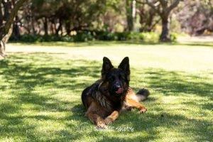 A German Shepherd Lies On The Grass In A Sunlit Park, Licking Its Nose. Trees And Greenery Are In The Background.